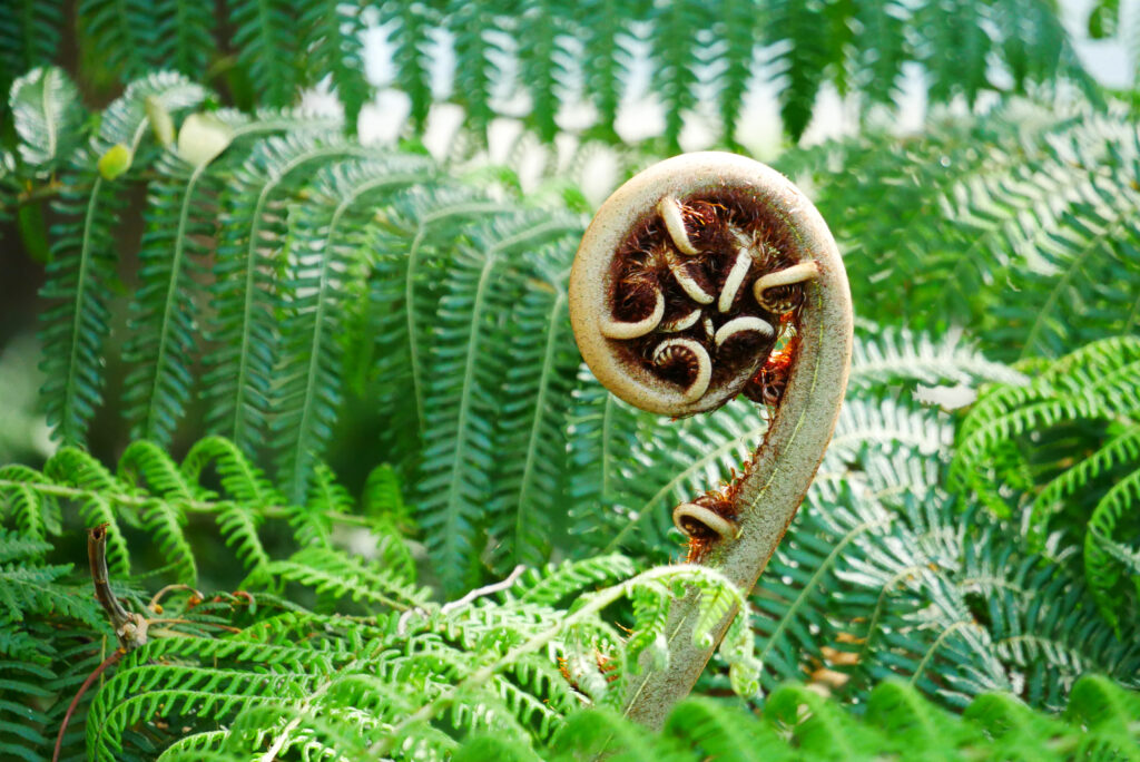 A new fern frond unfurling, North Queensland rainforest